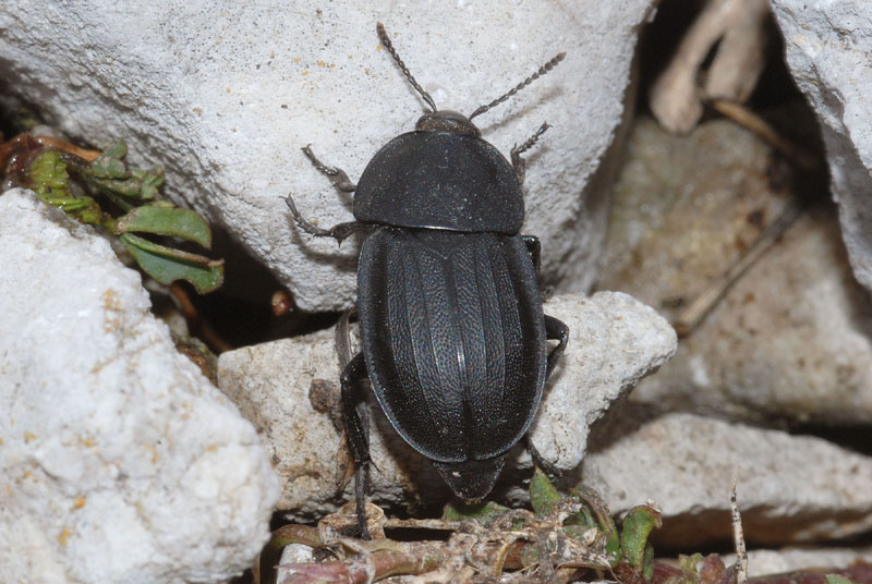 Silpha obscura